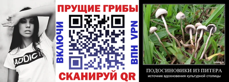 Псилоцибиновые грибы мицелий  магазин  наркотиков  Светлоград 